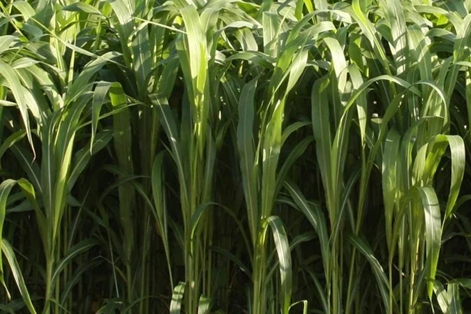 Сорго суданський гібрид Кадан 19 - фото № 1