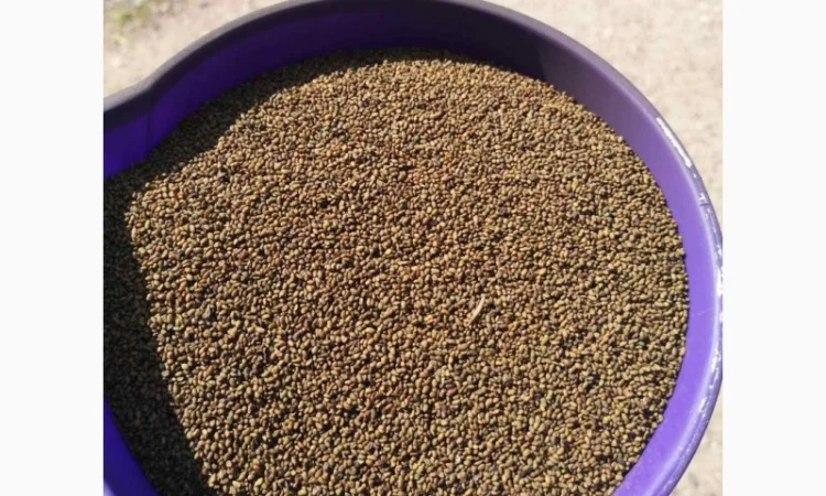 Куплю насіння люцерни - фото № 1