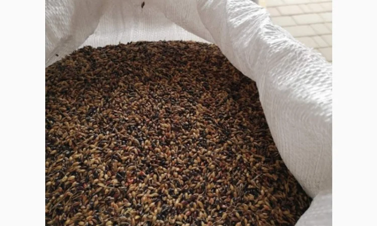 Куплю насіння суданської трави (суданки) - фото № 1