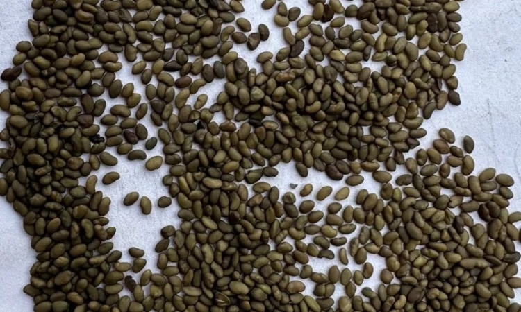 Продам оптом насіння магніченої люцерни - фото № 1