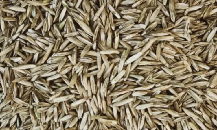 Продам оптом насіння райграсу однорічного - фото № 1