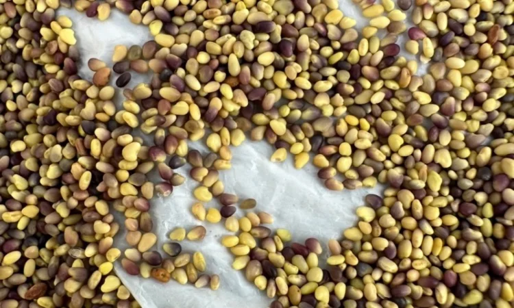 Продаж оптом насіння конюшини - фото № 1