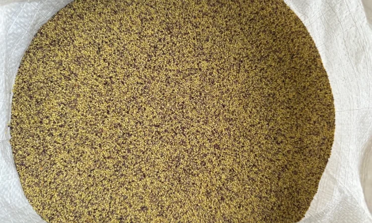 Продаж оптом насіння конюшини - фото № 2