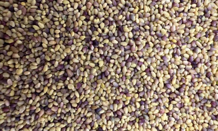 Продаж оптом насіння конюшини - фото № 3