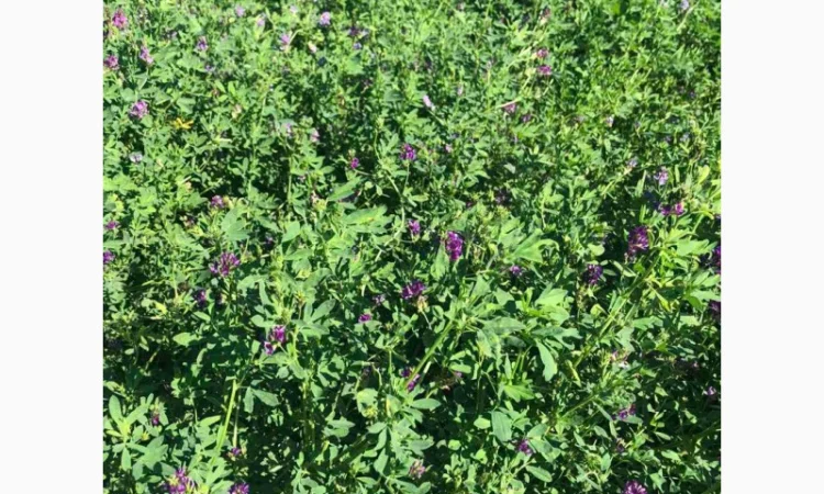 Господарство виробник реалізує НАСІННЯ ЛЮЦЕРНИ посівної - фото № 1