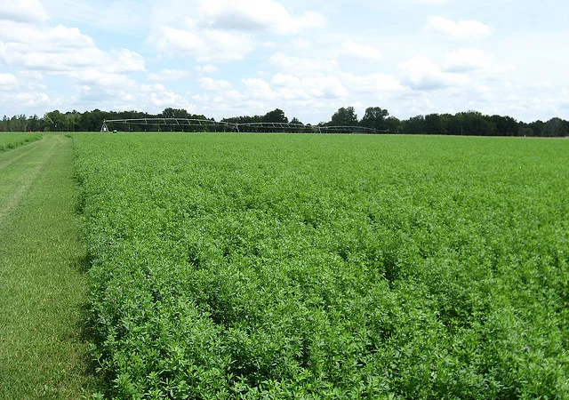 Господарство виробник реалізує НАСІННЯ ЛЮЦЕРНИ посівної - фото № 2