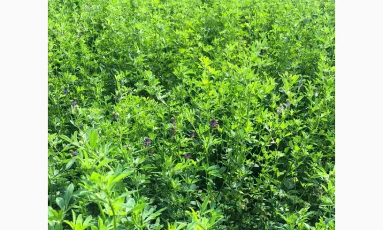 Господарство виробник реалізує НАСІННЯ ЛЮЦЕРНИ посівної - фото № 3