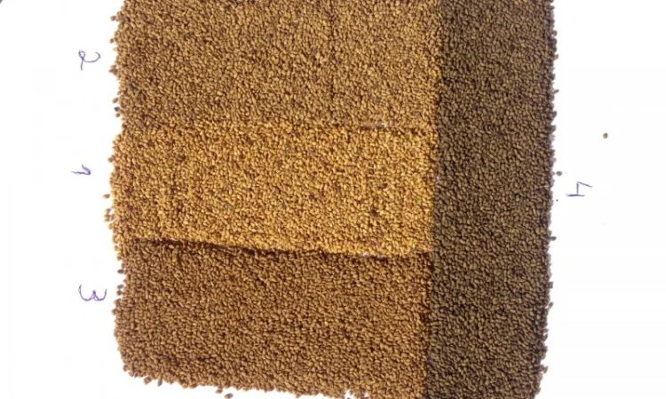 Господарство виробник реалізує НАСІННЯ ЛЮЦЕРНИ посівної - фото № 4