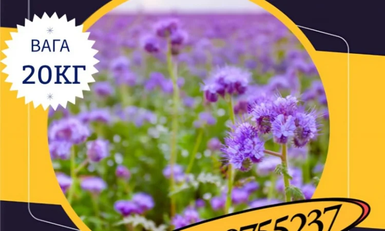Насіння Фацелії (20кг) - фото № 1