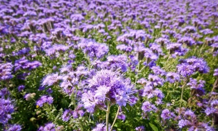 Насіння фацелії - фото № 1