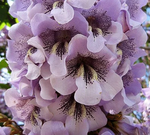 Саджанці павловнії Декоративна - фото № 1