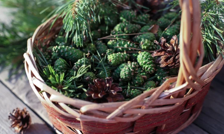 Продам шишка сосни - фото № 1