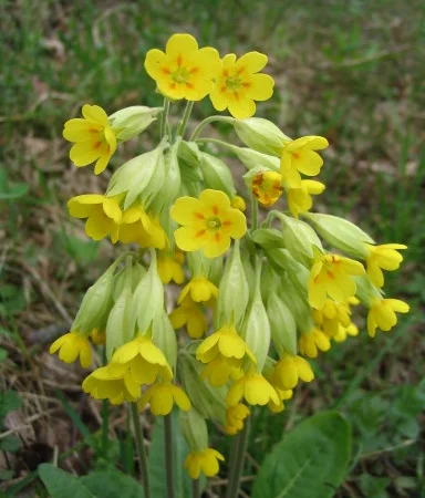 Куплю цвіт Первоцвіту весняного (лікарського) або Примула лікарська - фото № 1