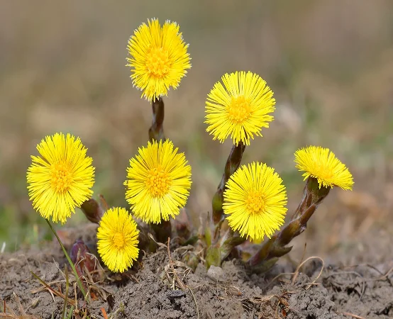 Купуємо цвіт підбілу звичайного (мати-й-мачухи) - фото № 1
