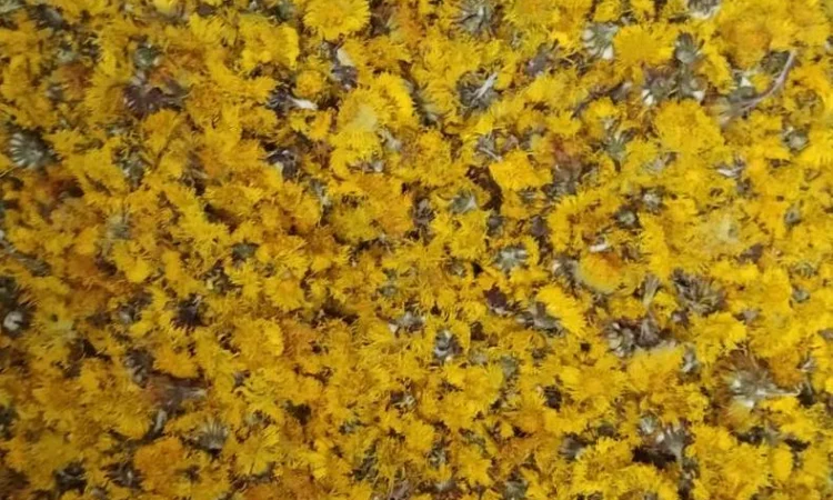 Купуємо цвіт підбілу звичайного (мати-й-мачухи) - фото № 2