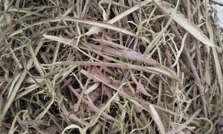 Продам кору бузини - фото № 1