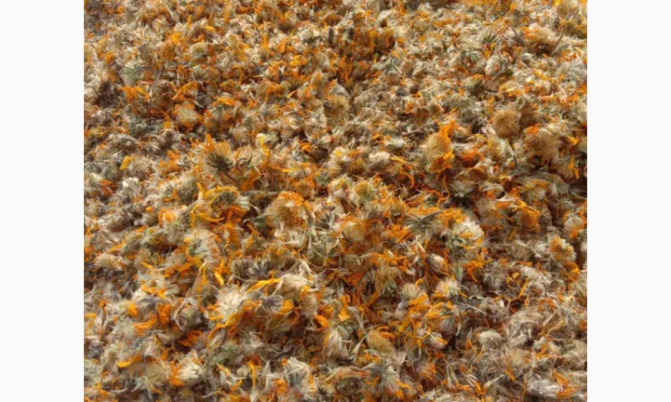 Арніка гірська лікарські трави - фото № 1