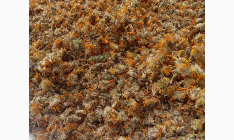 Арніка гірська лікарські трави - фото № 2