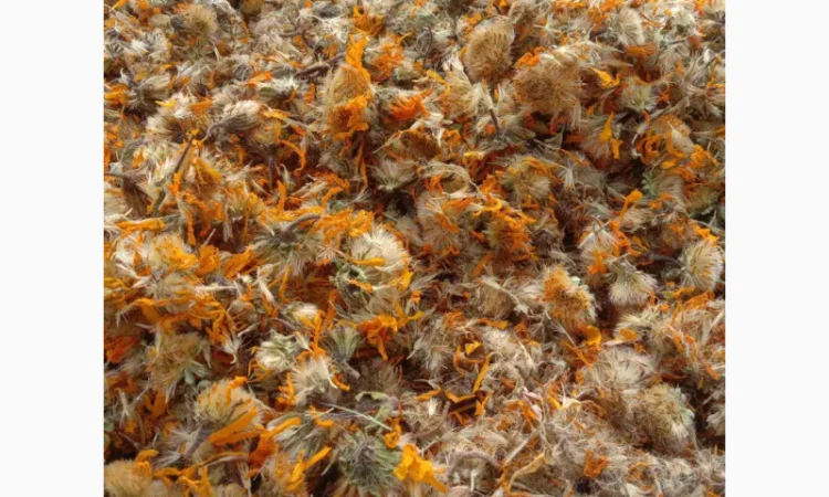 Арніка гірська лікарські трави - фото № 3