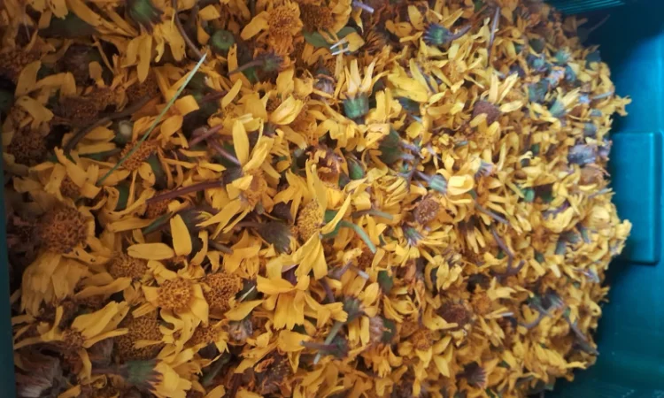 Арніка гірська лікарські трави - фото № 4