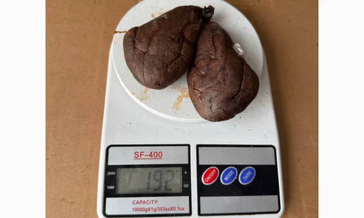 Струя боброва настойка кастореум струя бобровая - фото № 1