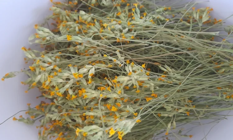 Першоцвіт весняний - фото № 1