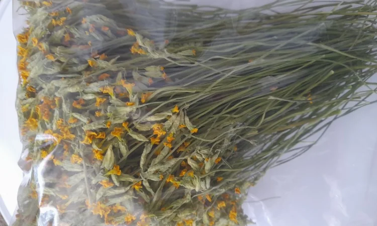 Першоцвіт весняний - фото № 2