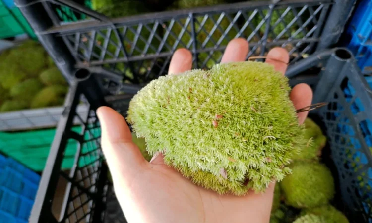 Мох кочка - купина - фото № 1