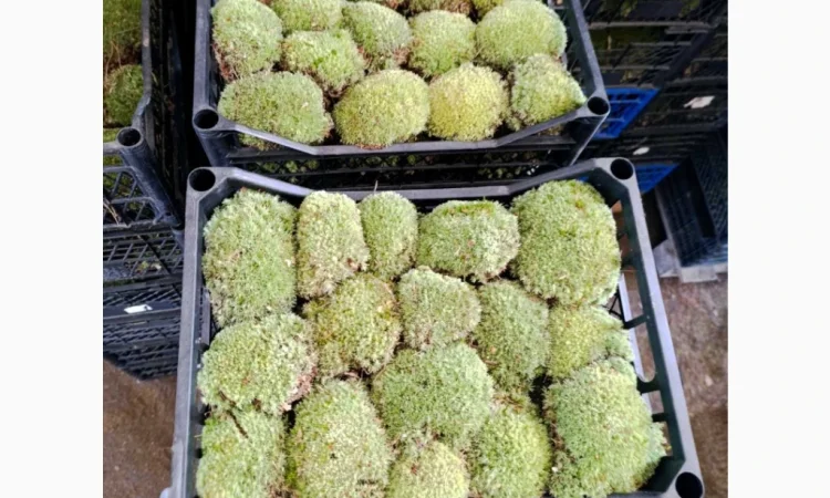 Мох кочка - купина - фото № 2