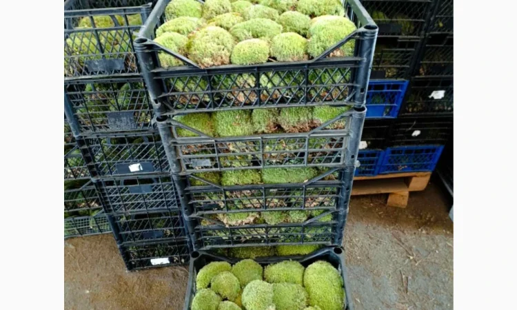 Мох кочка - купина - фото № 3