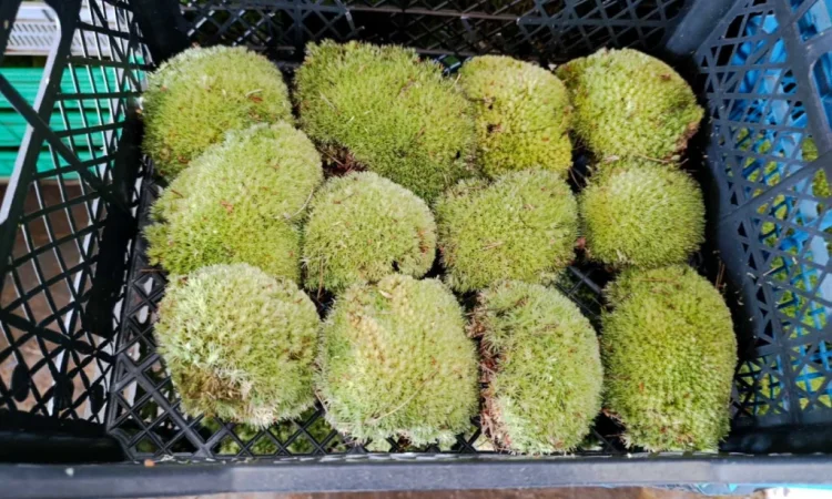 Мох кочка - купина - фото № 4