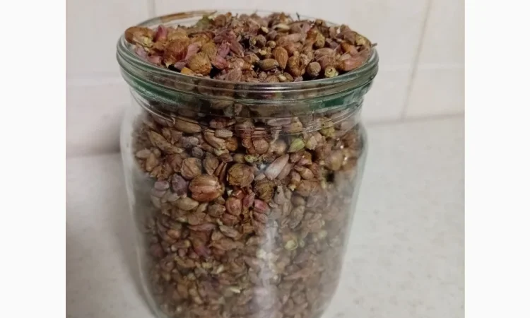 Продам бруньки смородини - фото № 1