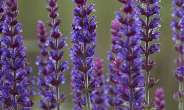 Шалфей лекарственный большой куст 99 грн дешево - фото № 1