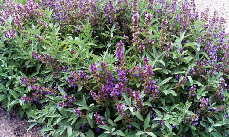 Шалфей лекарственный большой куст 99 грн дешево - фото № 2