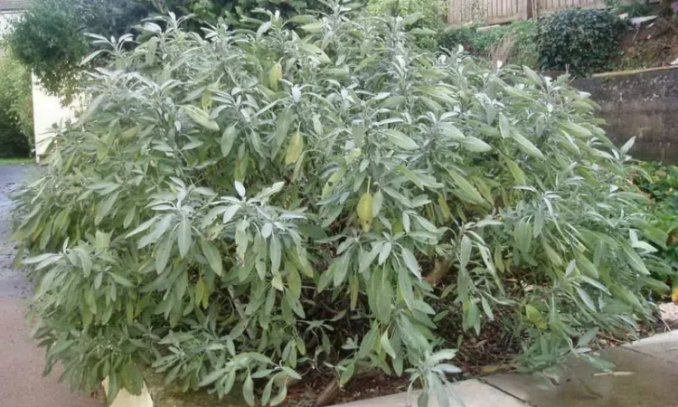 Шалфей лекарственный большой куст 99 грн дешево - фото № 3