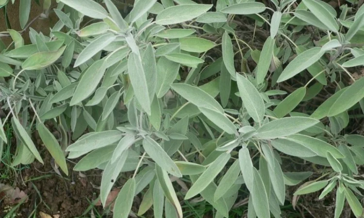 Шалфей лекарственный большой куст 99 грн дешево - фото № 4