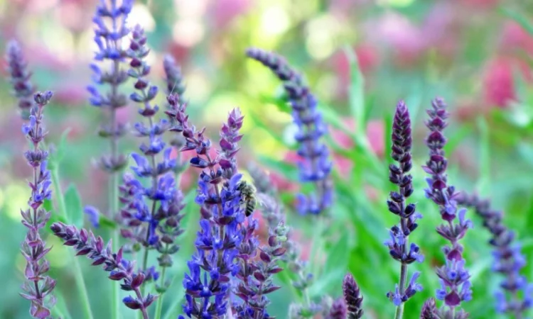 Шалфей лекарственный большой куст 99 грн дешево - фото № 5