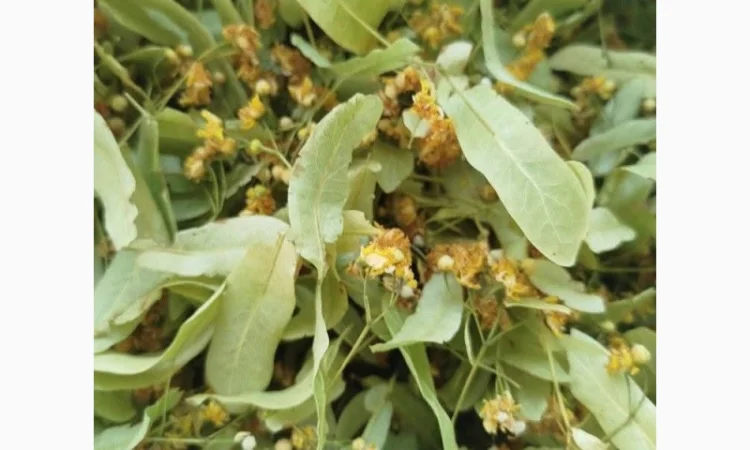 Куплю свіжий та сухий цвіт липи - фото № 1