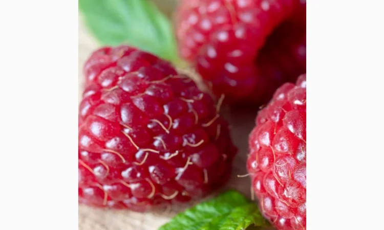 Кинетин 98% - регулятор роста растений - фото № 4