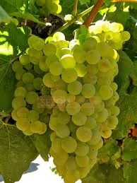 Форхлорфенурон 99% - регулятор роста растений - фото № 3