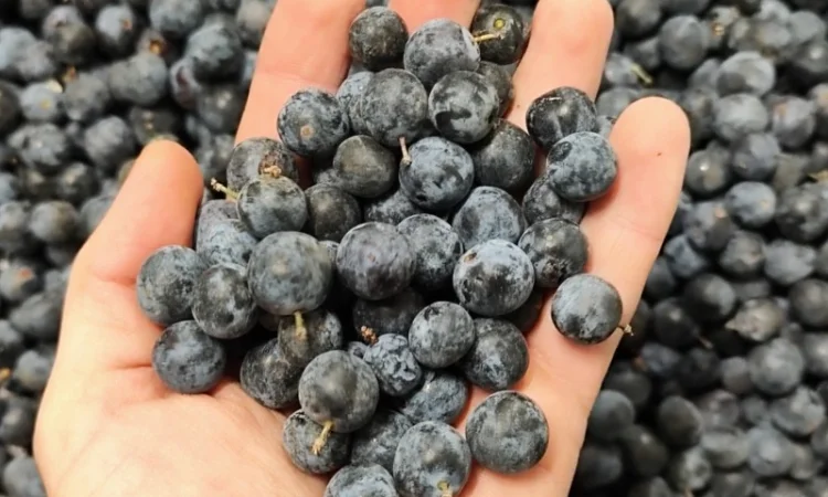 Терн плоди заморожений - фото № 1