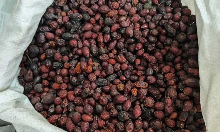 Продамо оптові партії шипшини Органік - фото № 1