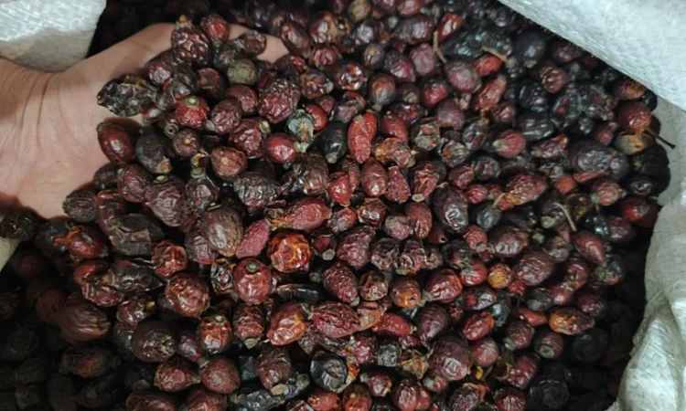 Продамо оптові партії шипшини Органік - фото № 2