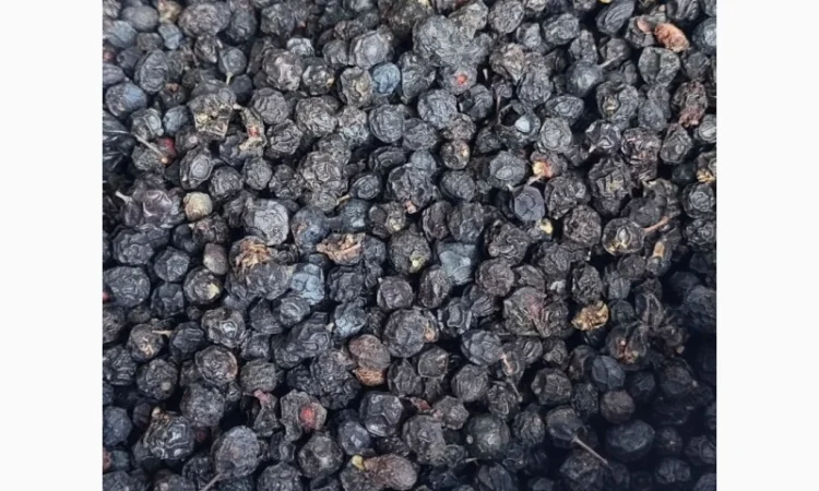 Продамо оптову партію ягід глоду (бояришник) - фото № 2