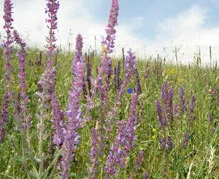 Купую лікарські трави - фото № 1