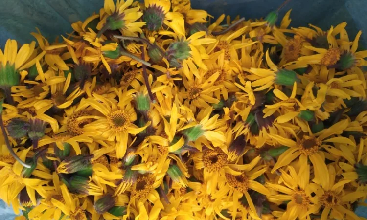 Арніка гірська сушена( є об'єм ) в наявності - фото № 2