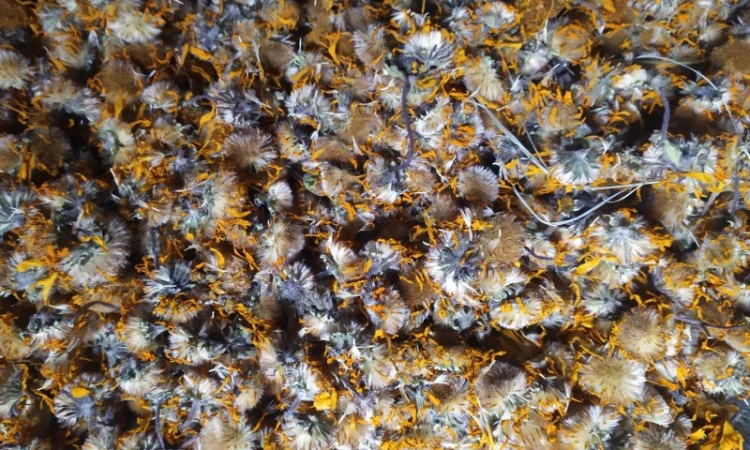 Арніка гірська сушена( є об'єм ) в наявності - фото № 3