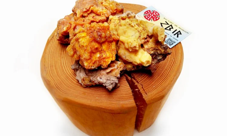 Живиця соснова - фото № 1