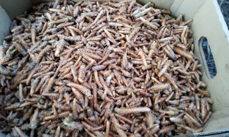 Сосновые почки - фото № 1