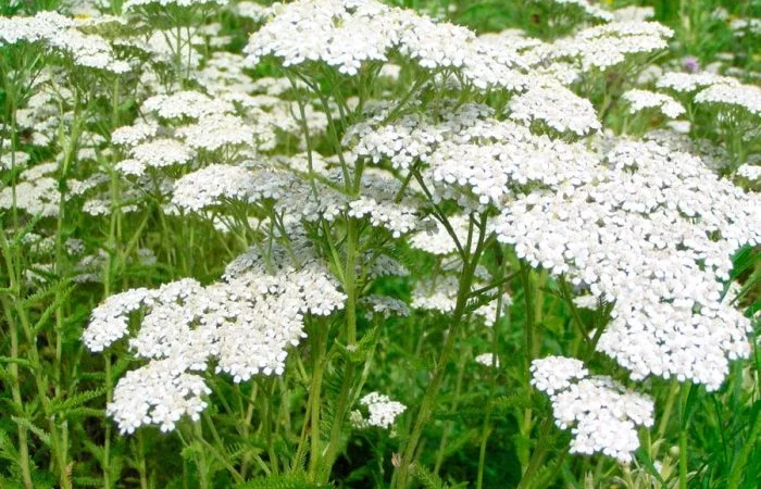 Продам сухий лист подорожника - фото № 1